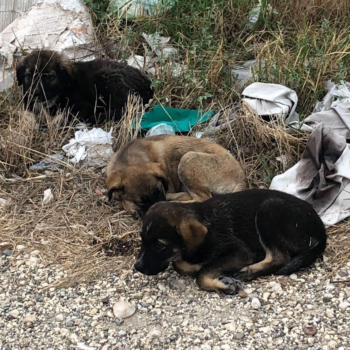 cuccioli abbandonati 2